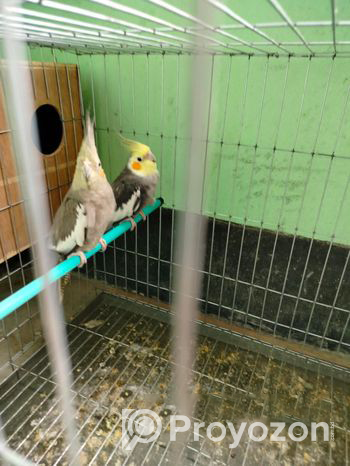 Cockatiel bird sell Post