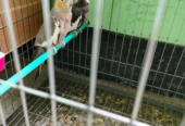 Cockatiel bird sell Post