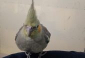 Fully tamed cockatiels for sale