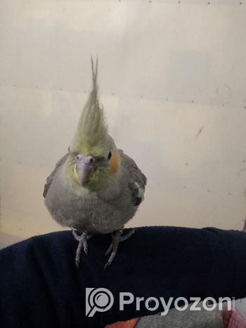 Fully tamed cockatiels for sale