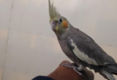 Fully tamed cockatiels for sale