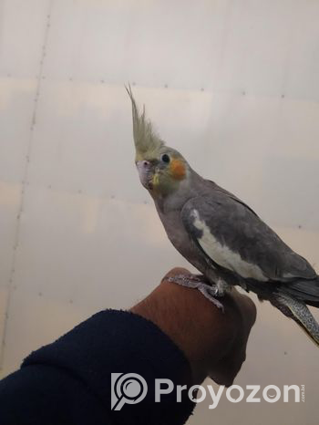 Fully tamed cockatiels for sale