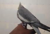 Fully tamed cockatiels for sale