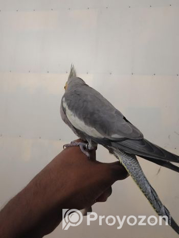 Fully tamed cockatiels for sale