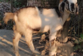 Amateur Khasi goat