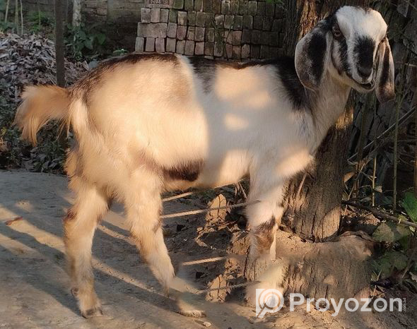 Amateur Khasi goat