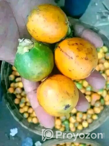 শুধু মাত্র পাইকারি বিক্রি